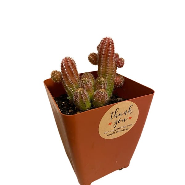 INDOORPLANTSINC 4 in. Echinopsis Chamaecereus Peanut Cactus Plant Ships in Nursery Pot