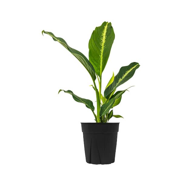 Dieffenbachia Cougar-Leopard Lily-Live Plant in a 4 Inch Growers Pot-Rare Indoor Houseplant