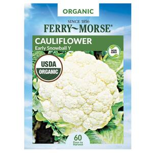 Organic Cauliflower Snowball Y Vegetable Seed