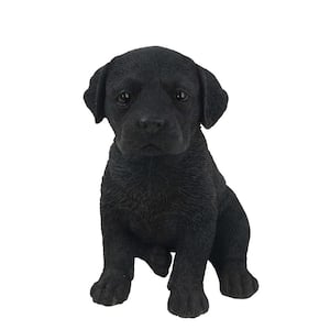 Black Labrador Puppy