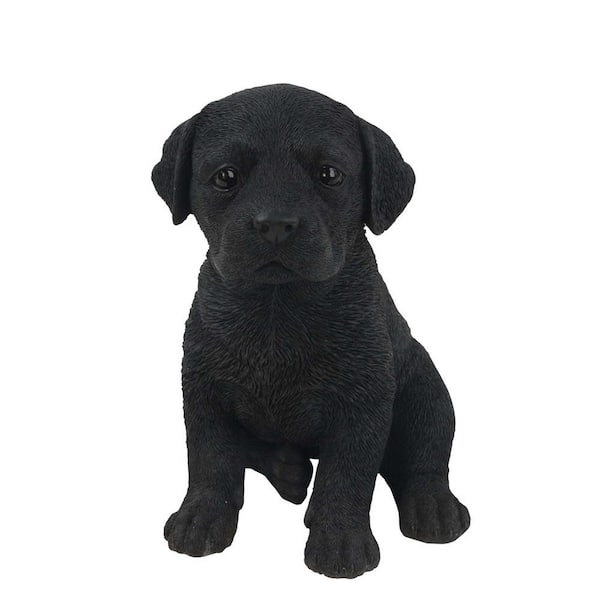 Buy Adorable Black Labrador Puppy for Sale at Ubuy Georgia