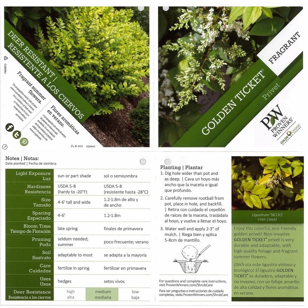 Golden Ticket Privet Shrub with White Flowers and Yellow Foliage, 1 Gallon