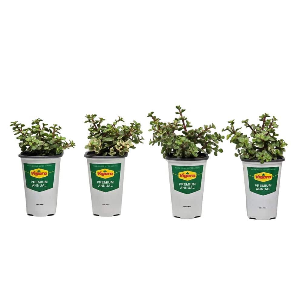 1 qt. Dwarf Jade (Portulacaria afra) Live Succulent in 4.7 in. Growers Pot price history on PriceWatchPro