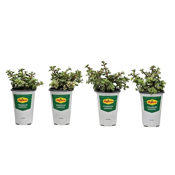 1 qt. Dwarf Jade (Portulacaria afra) Live Succulent in 4.7 in. Growers Pot