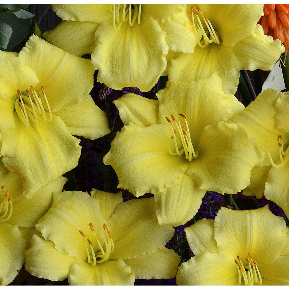 Yellow 1 Qt. Daylily Mix (Pack of 4)DAYLQTYEL4PK The Home Depot