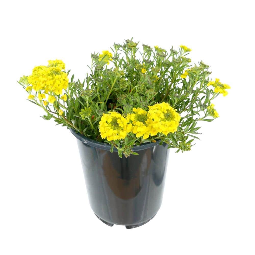 2.5 qt. Alyssum Golden Spring Perennial Plant with Yellow Flowers (1-Pack)