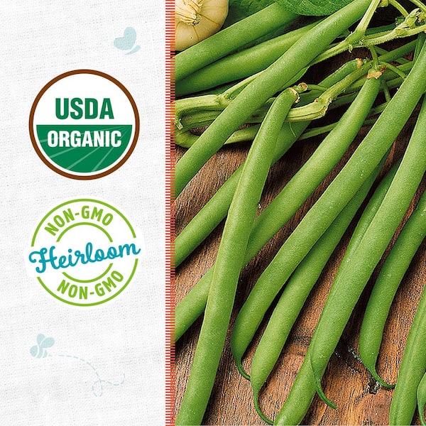Organic Kentucky Wonder Pole Green Bean Seed (1-Pack)