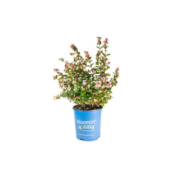 2 Gal. Pink Posy Snowberry (Symphoricarpos) Live Shrub, Magenta Flowers