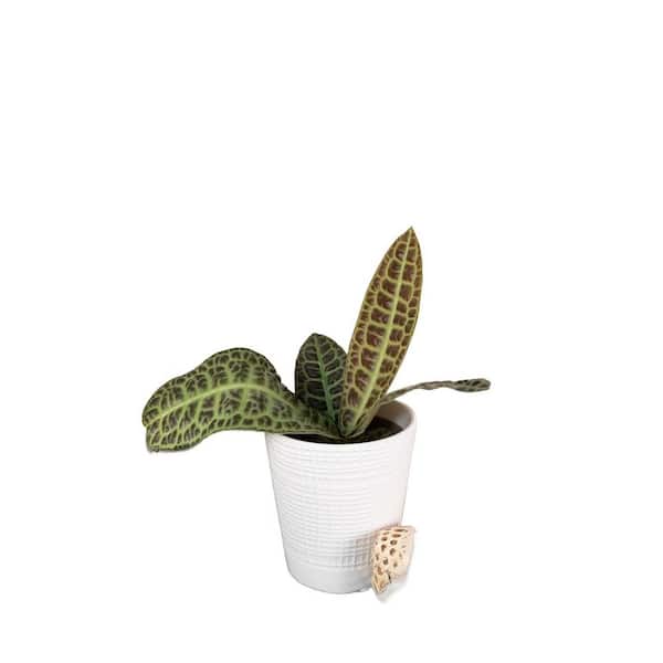 Tropical Tapestry Kura Kura Turtle Back Indoor Plant in 5 in. White Ceramic Container