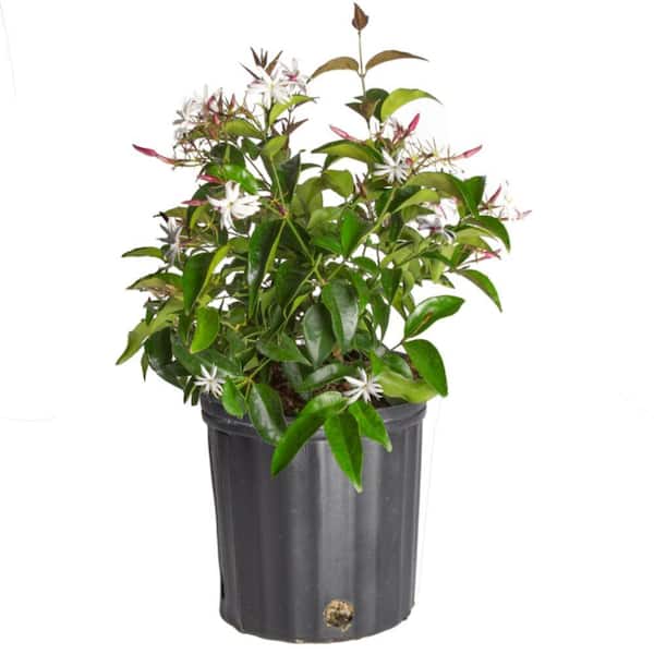 Costa Farms Outdoor Plant Jasmine Bush in 9.25 in. Grower Pot, Avg. Shipping Height 1-2 ft. Tall
