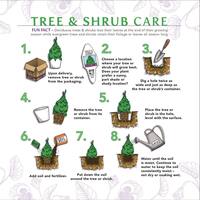3 Gal. Emerald Green Arborvitae (Thuja) Live Evergreen Shrub