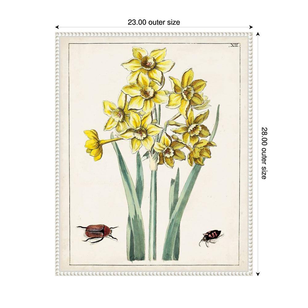 Dutch Florals III Yellow Daffodils Canvas Print with White Frame