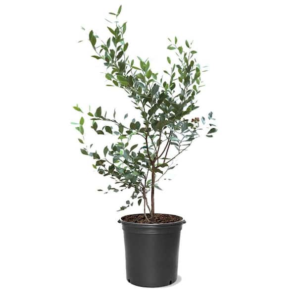 Unbranded 5 Gal. Alapaha Rabbiteye Blueberry Plant