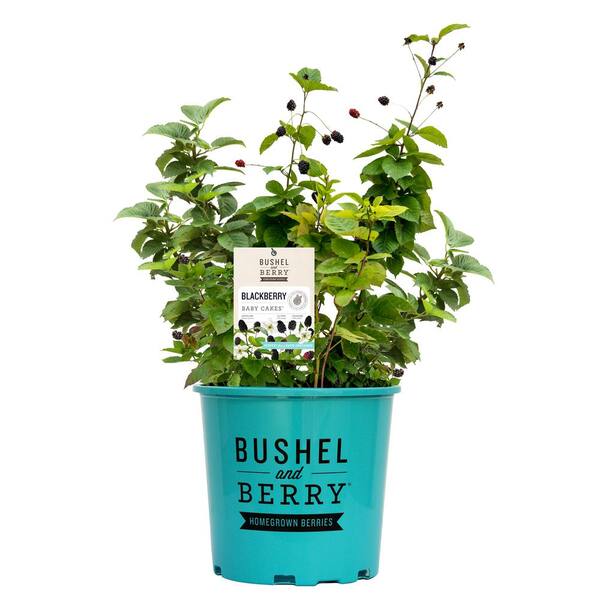BUSHEL AND BERRY 2 Gal. Bushel and Berry Baby Cakes Blackberry Live Plant