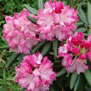 2 Gal. Brandi Southgate Rhododendron, Live Evergreen Shrub, Pink Ruffled Blooms