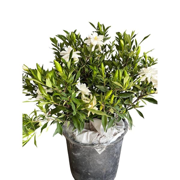 3 Gal. Frostproof Gardenia Flowering Shrub with White Flowers