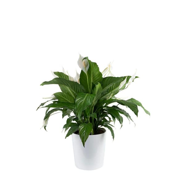 Spathiphyllum Peace Lily Indoor Plant in 9.25 in. Decor Planter, Avg. Shipping Height 2-3 ft. Tall