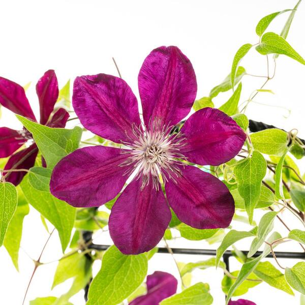METROLINA GREENHOUSES 2.5 Qt. Westerplatte Red Clematis Plant 4059