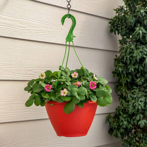 Burpee 1 Gal. Strawberry Roman Hanging Basket Red Fruit Plant SI000296 -  The Home Depot