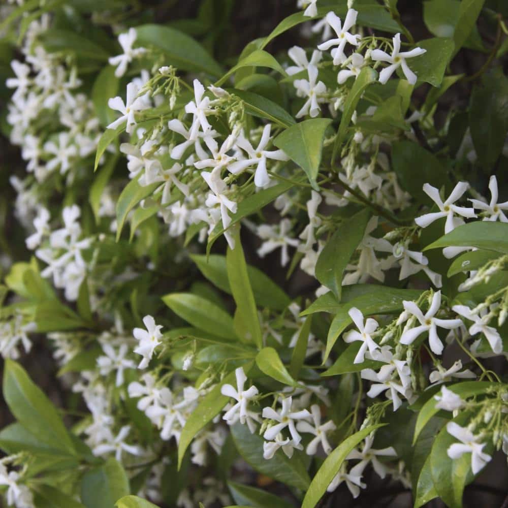 national PLANT NETWORK 2.5 qt. Jasmine Confederate Flowering Shrub