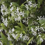 2.5 qt. Jasmine Confederate Flowering Shrub with White Flowers