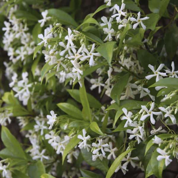national PLANT NETWORK 2.5 qt. Jasmine Confederate Flowering Shrub with White Flowers