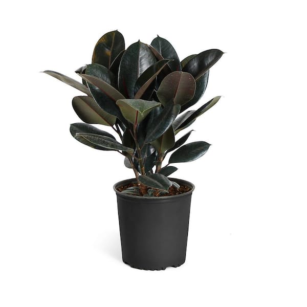 Brighter Blooms 3 Gal. Rubber Plant Ficus Elastica Plant in Pot FIC-RBG3 -  The Home Depot