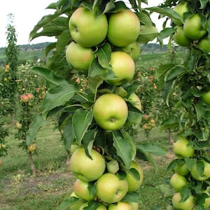 Tangy Green Fruit Snacks Apple Dormant Bare Root Starter Fruit Tree