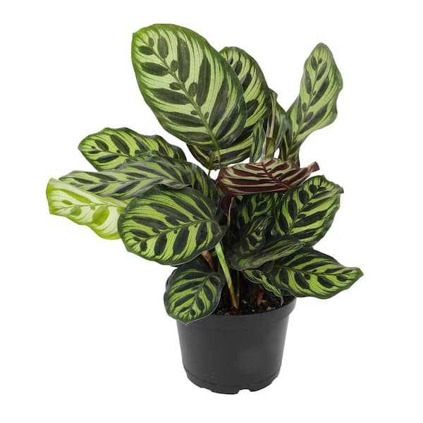 ALTMAN PLANTS Calathea Makoyana Pet Friendly Prayer Plant Live Indoor ...