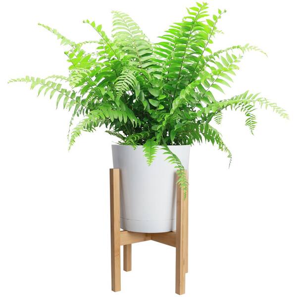 Costa Farms Macho Fern Plant in 9.25 in. White Cylinder Pot and Stand