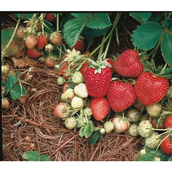 DIRECT GARDENING Albion Everbearing Strawberry Dormant Bare Root Fruit  Bearing Starter Plants (10 Pack) 02165 - The Home Depot