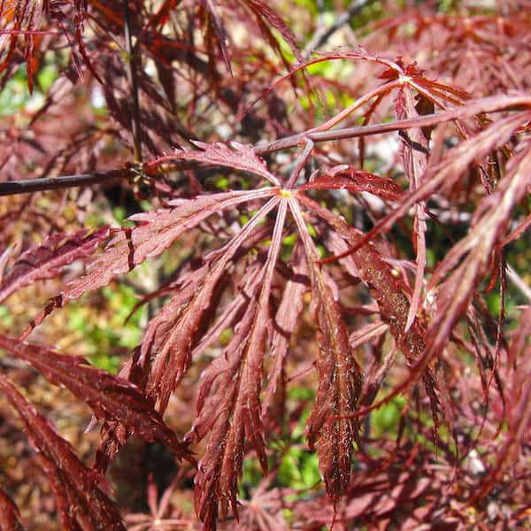 5 gal. Twombly's Red Sentinel Columnar Japanese Red Maple 5 gal. Twombly's Red Sentinel Columnar Japanese Red Maple