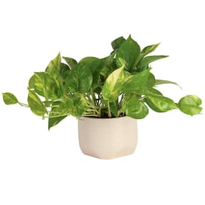 Pothos Indoor Plant in 6 in. Pink Decor Pot, Average Shipping Height 1-2 ft. Tall