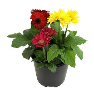 Mega Revolution Gerbera Daisy Mix Garden Plants and Perennial Flowers in 2.5 qt. Grower Pot