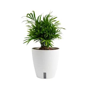 6 in. Neanthebella Palm Plant in Self-Watering Decor Pot, Avg. Shipping Height 1-2 ft. Tall