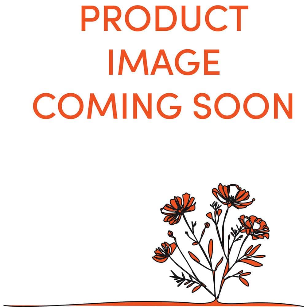 2.5 qt. Freesia Annual Plant with Purple Flowers-(1-Pack)