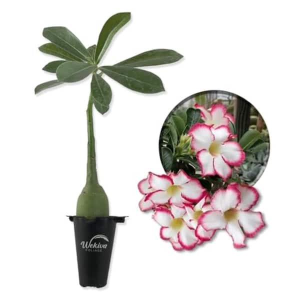 Wekiva Foliage Picotee Desert Rose Plant-Live Starter Plant-Adenium Obesum-Dramatic Drought Tolerant Cactus Succulent