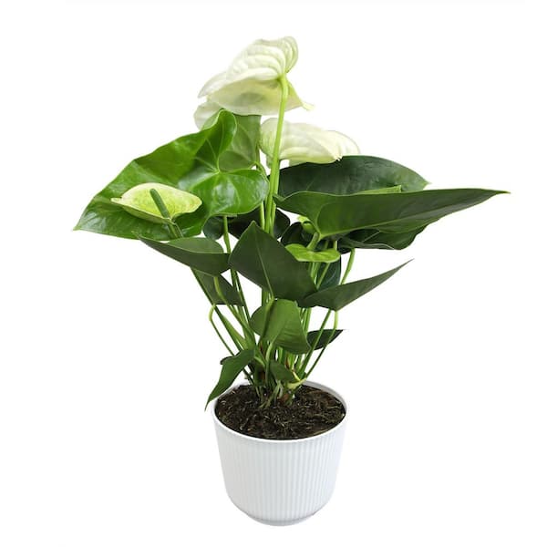 ALTMAN PLANTS White Flamingo Flower Anthurium (Approx. 18-21 in. Tall), 6 in. White Pot Live Indoor Plant Gifts for Plant Lovers