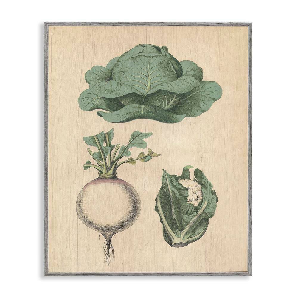 Vintage Garden Vegetables by Daphne Polselli Gray Framed Food Giclee Art Print 30 in. x 24 in. price history on PriceWatchPro