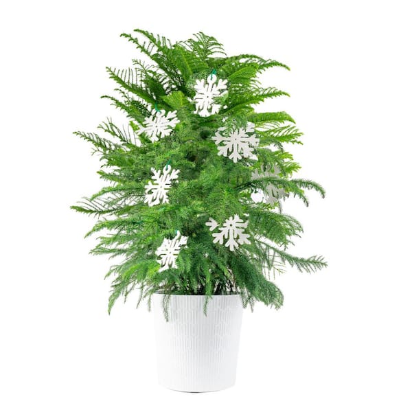 Costa Farms Norfolk Island Pine Indoor Plant in 10 in. Holiday White Decor Planter w/ Snowflakes, Avg. Shipping Height 3 ft. Tall