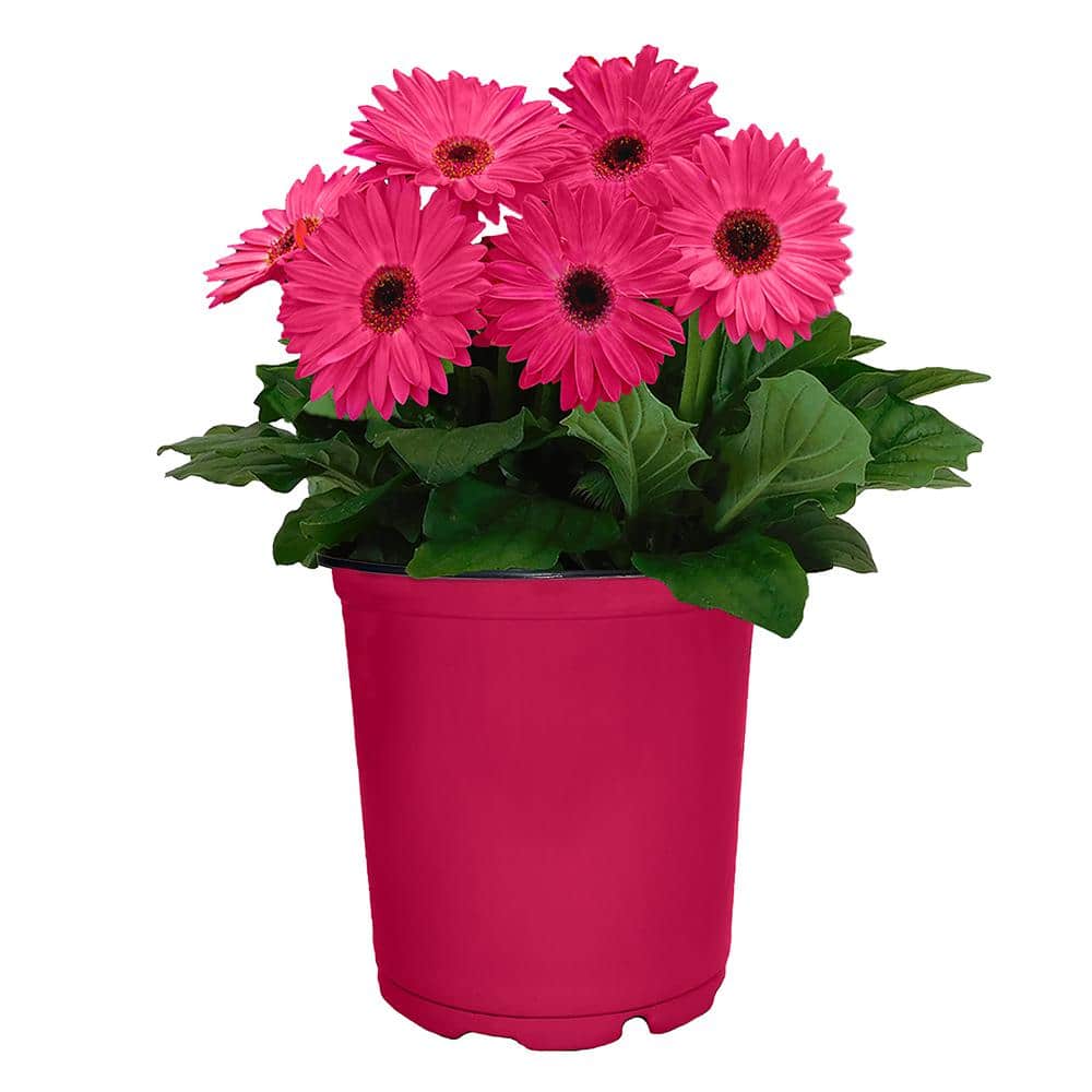 1 Gal. Gerbera Daisy Annual with Vibrant Pink Blooms and Rich Green Foliage  17427 - The Home Depot