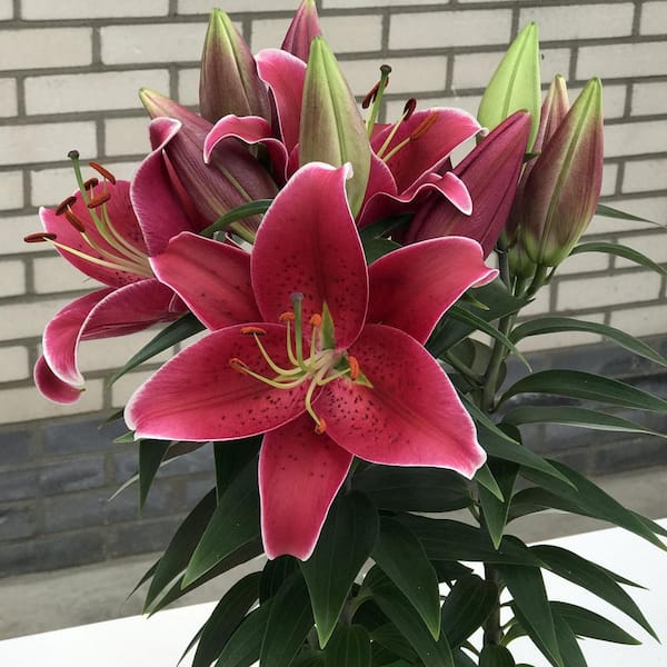 national PLANT NETWORK Lilies Sunny Keys Oriental Lilies Bulbs (5