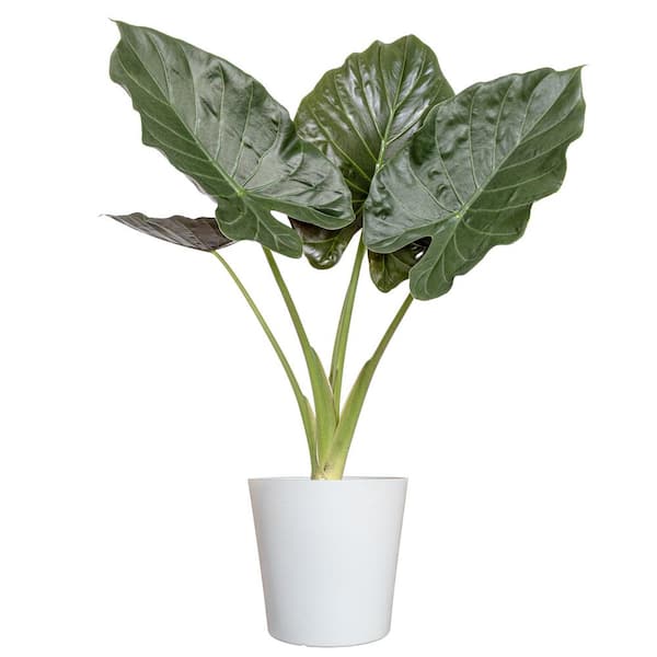 United Nursery Live Alocasia Wentii New Guinea Shield Houseplant in 10 in. White Decor Pot