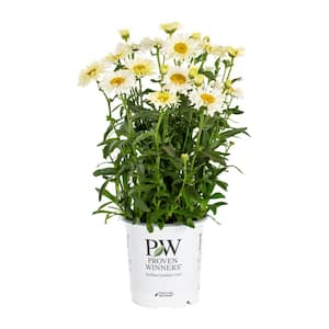 2.5 QT. Banana Cream Shasta Daisy (Leucanthemum) Live Plant with Yellow Flowers