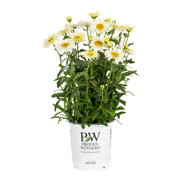 PROVEN WINNERS 2.5 QT. Banana Cream Shasta Daisy (Leucanthemum) Live Plant with Yellow Flowers