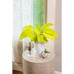 5 in. Leafjoy Prismacolor Lemon Lime Hybrid (Philodendron), Live Plant Seagrass Container (1-Pack)