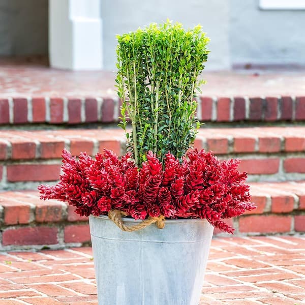 FLOWERWOOD 2.5 Qt. Sky Pencil Japanese Holly(Ilex), Live Plant