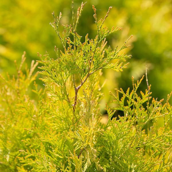 FIRST EDITIONS 2 Gal. Lemon Burst Arborvitae Shrub with Golden