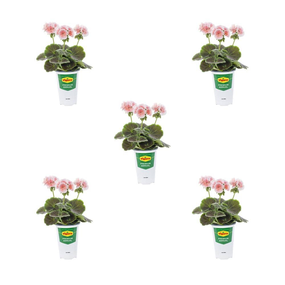 Vigoro 1.5 Pt. Geranium Bullseye Salmon Pink Annual Plant (5-Pack ...