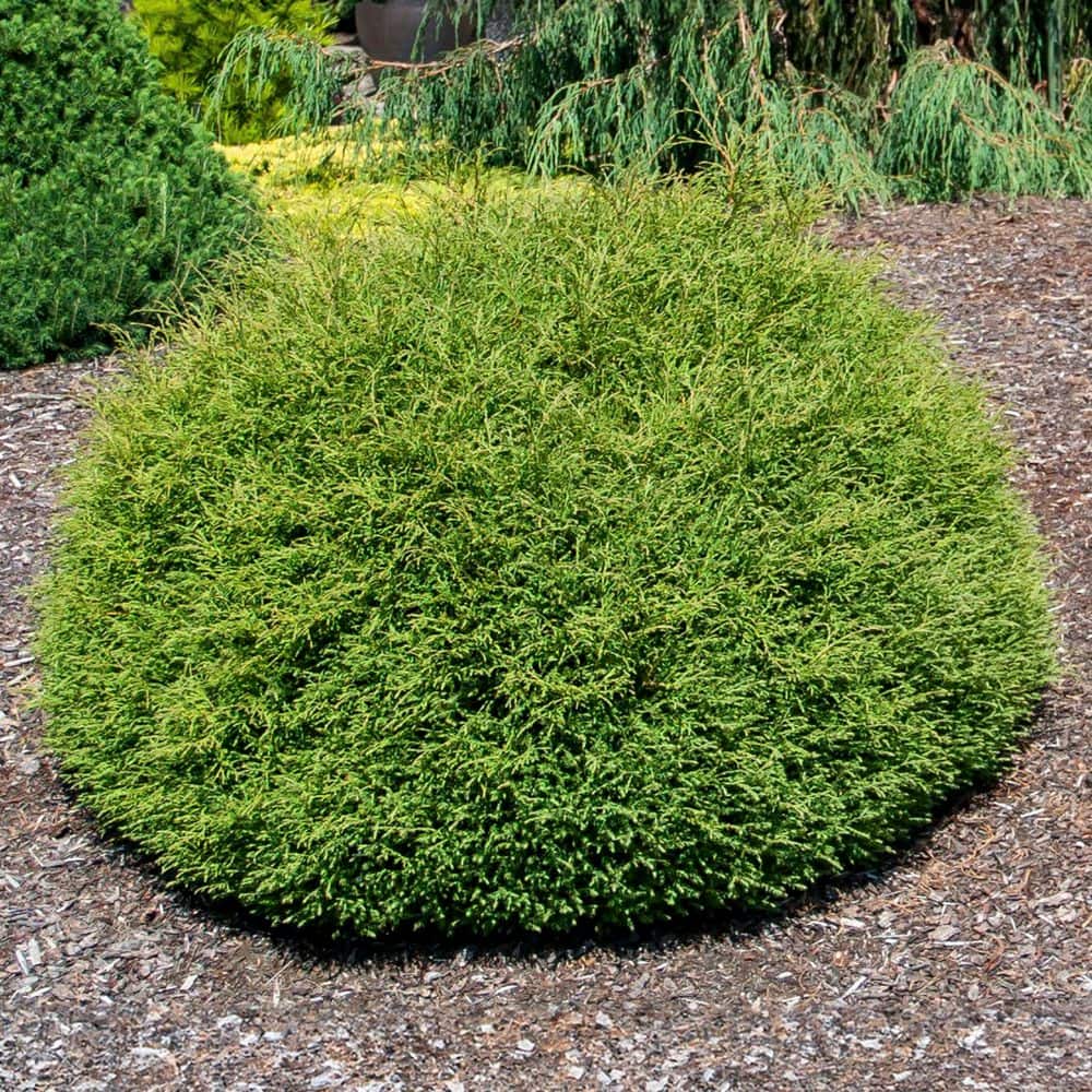 DIRECT GARDENING 1 Gal. Pot, Mister Bowling Ball Arborvitae Bush
